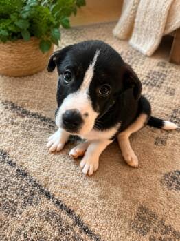 PENNY -  Labrador Retriever and Shepherd Dog for Adoption in Sanford, North Carolina - PENNY | PetCurious