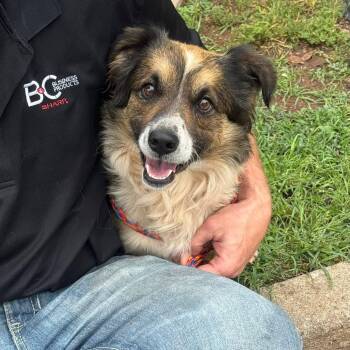 Milo -  Pembroke Welsh Corgi and Shepherd Dog for Adoption in Palos Heights, Illinois - Milo | PetCurious