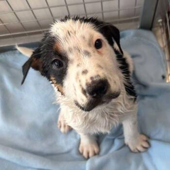 Emery -  Shepherd Dog for Adoption in Kingman, Arizona - Emery | PetCurious