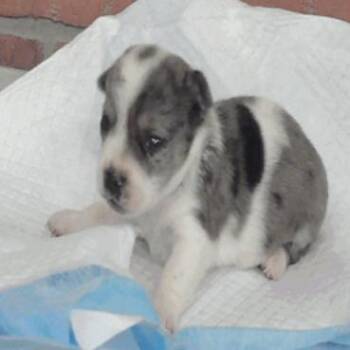 Kyushu -  Dachshund and Chihuahua Dog for Adoption in Park Row, Texas - Kyushu | PetCurious
