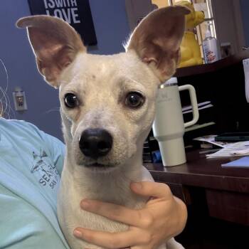 Duncan -  Chihuahua and Mixed Breed Dog for Adoption in Casa Grande, Arizona - Duncan | PetCurious