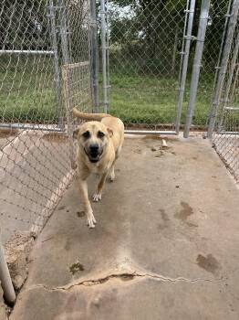 Shepherd Dogs Available for Adoption in Guthrie, Oklahoma - Delilah | PetCurious
