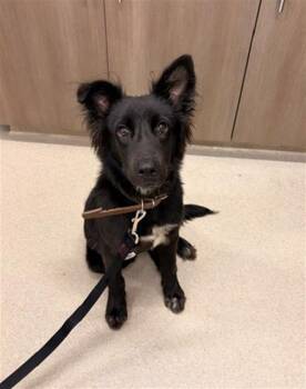 NILA -  German Shepherd Dog Dog for Adoption in Baytown, Texas - NILA | PetCurious