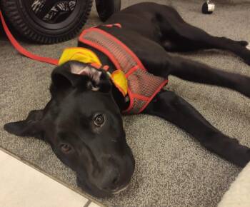 Rescue Black Labrador Retriever and Hound Dogs for Adoption in Selma, North Carolina - Sophie | PetCurious