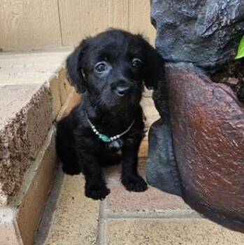 McMasie -  Chiweenie Dog for Adoption in Houston, Texas - McMasie | PetCurious