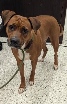 Cyrillic -  Mixed Breed Dog for Adoption in Atlanta, Georgia - Cyrillic | PetCurious