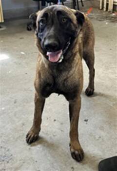 Rescue Belgian Shepherd Malinois Dogs for Adoption in Camarillo, California - COLA | PetCurious