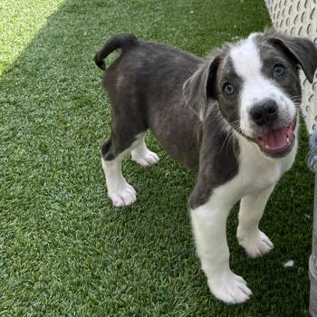 B -  Mixed Breed Dog for Adoption in Bedford, New Hampshire - B | PetCurious