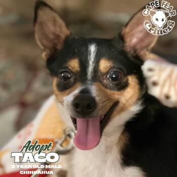 Taco -  Chihuahua Dog for Adoption in Wilmington, North Carolina - Taco | PetCurious