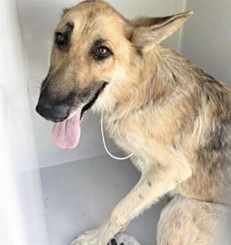 A658625 -  German Shepherd Dog Dog for Adoption in Houston, Texas - A658625 | PetCurious