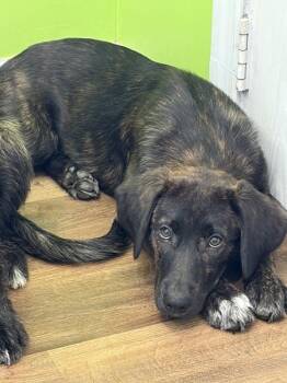 Sue -  Hound Dog for Adoption in Cleveland, Tennessee - Sue | PetCurious