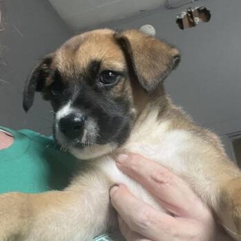 Konrad -  German Shepherd Dog and Mixed Breed Dog for Adoption in Summerlee, West Virginia - Konrad | PetCurious