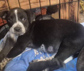 Maeve -  Labrador Retriever Dog for Adoption in The Woodlands, Texas - Maeve | PetCurious