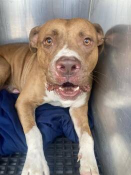 TUCK -  Mixed Breed Dog for Adoption in Dallas, Texas - TUCK | PetCurious