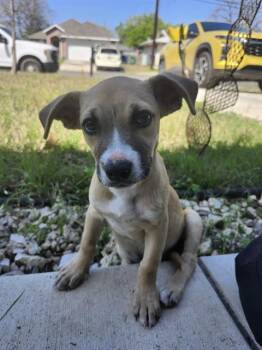 American Staffordshire Terrier Dogs Available for Adoption - SANSA | PetCurious