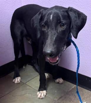 61731093 -  Mixed Breed Dog for Adoption in El Paso, Texas - 61731093 | PetCurious