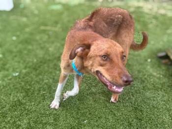 Ruffles - 2 -  Rhodesian Ridgeback and Mixed Breed Dog for Adoption in Daytona Beach, Florida - Ruffles - 2 | PetCurious