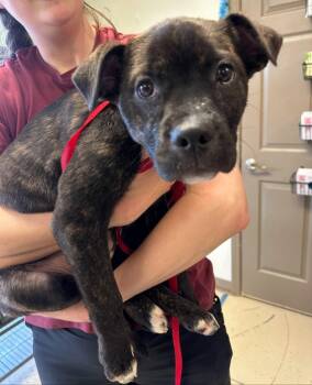 Plott Hound and Mixed Breed Dogs Available for Adoption - Oyster | PetCurious