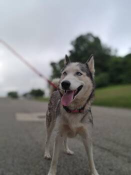 Gypsy -  Husky Dog for Adoption in Youngstown, Ohio - Gypsy | PetCurious
