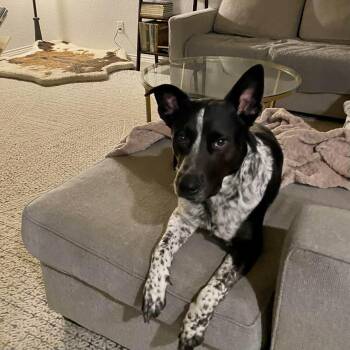 Australian Cattle Dog Blue Heeler Dogs Available for Adoption in Seguin, Texas - Rip Wheeler | PetCurious