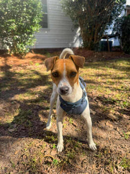 Rescue Jack Russell Terrier Dogs for Adoption in Gillsville, Georgia - Buzz & Woody | PetCurious