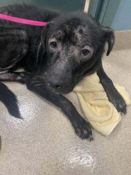 Rescue Mixed Breed Dogs for Adoption in Newton, North Carolina - ENOKI | PetCurious