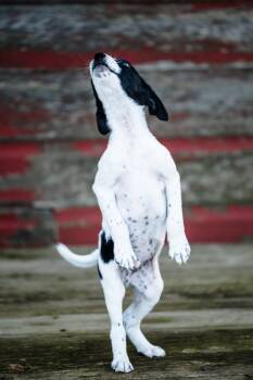 Acorn Farm -  Rat Terrier and Labrador Retriever Dog for Adoption in Waunakee, Wisconsin - Acorn Farm | PetCurious