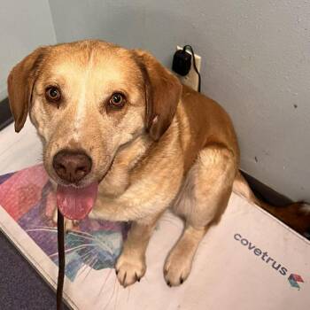 Mixed Breed Dogs Available for Adoption - Callalily | PetCurious