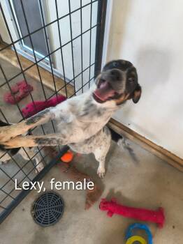 Lexy -  Beagle and Australian Cattle Dog Blue Heeler Dog for Adoption in Stover, Missouri - Lexy | PetCurious