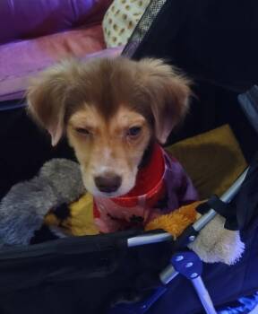 Baby Shrek -  Spaniel and Chihuahua Dog for Adoption in Washington, District Of Columbia - Baby Shrek | PetCurious