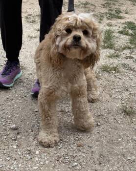 Cockapoo Dogs Available for Adoption in New Braunfels, Texas - Biscuit | PetCurious