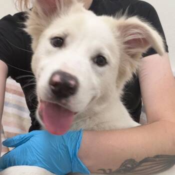 Shepherd and Great Pyrenees Dogs Available for Adoption in Birmingham, Alabama - Elsa | PetCurious