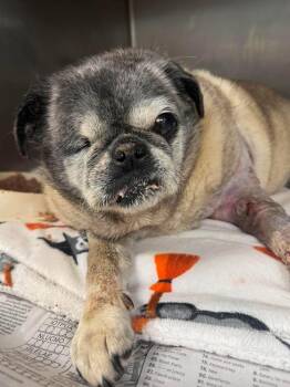Pug Dogs Available for Adoption in San Diego, California - Maui | PetCurious