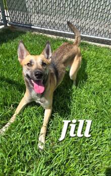 Jill Yrly 273 -  Shepherd Dog for Adoption in Sidney, Ohio - Jill Yrly 273 | PetCurious