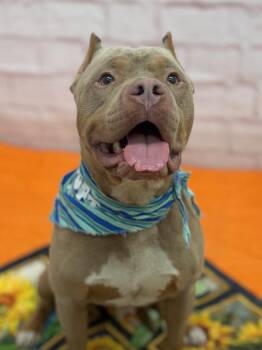 Overmire -  Mixed Breed Dog for Adoption in Detroit, Michigan - Overmire | PetCurious