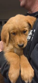 Missy -  Golden Retriever Dog for Adoption in Warren, Michigan - Missy | PetCurious