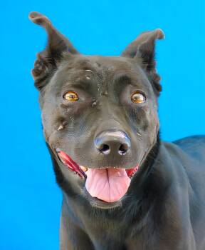 MARIANA -  Labrador Retriever Dog for Adoption in Pasadena, California - MARIANA | PetCurious