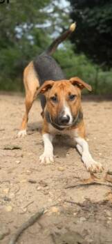 Ginger -  Mixed Breed Dog for Adoption in Lindenhurst, New York - Ginger | PetCurious