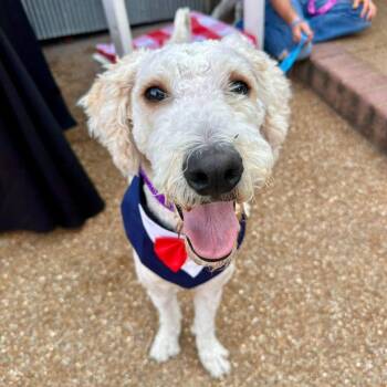 Prince -  Labradoodle Dog for Adoption in Pacific, Missouri - Prince | PetCurious