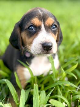 Bianca- Transport -  Beagle and Mixed Breed Dog for Adoption in Gradyville, Kentucky - Bianca- Transport | PetCurious