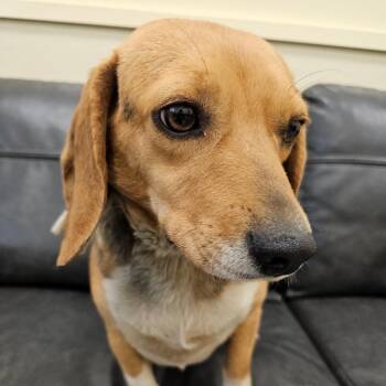 Beagle Dogs Available for Adoption - Ariel | PetCurious