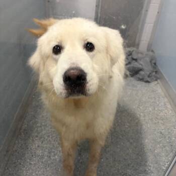 Diana -  Great Pyrenees Dog for Adoption in Charlottesville, Virginia - Diana | PetCurious
