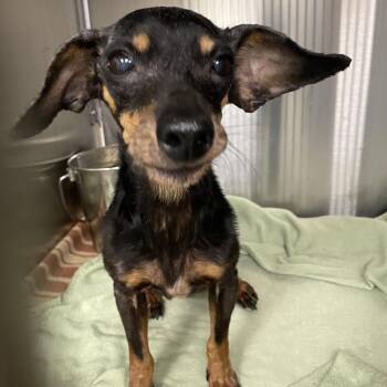 Chihuahua Dogs Available for Adoption in Abilene, Texas - Arya | PetCurious