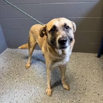 Shepherd and Mixed Breed Dogs Available for Adoption in Tuscaloosa, Alabama - TUSC-Stray-84540 | PetCurious