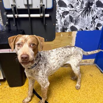 Marley -  Pointer Dog for Adoption in Wahiawa, Hawaii - Marley | PetCurious