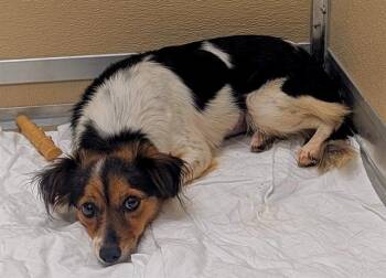 MIXIE -  Chihuahua Dog for Adoption in Fort Lauderdale, Florida - MIXIE | PetCurious