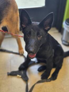 German Shepherd Dog and Mixed Breed Dogs Available for Adoption - OKRA | PetCurious