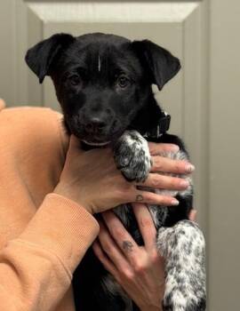 Australian Cattle Dog Blue Heeler Dogs Available for Adoption - Barry | PetCurious