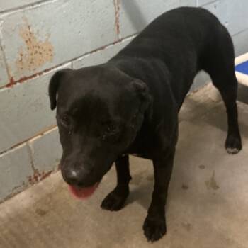 Rescue Pit Bull Terrier Dogs for Adoption in Saint Joseph, Missouri - Gamora | PetCurious