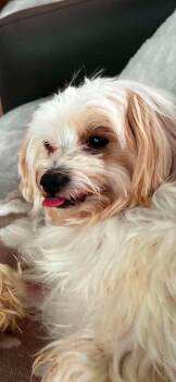Jack -  Mixed Breed Dog for Adoption in Athens, Ontario - Jack | PetCurious
